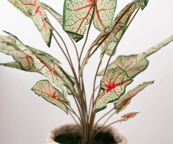 Sole Blu One 아파트 *